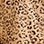 Golden Leopard Jacket