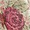 Antique Rose Panel Pair with Tie Backs